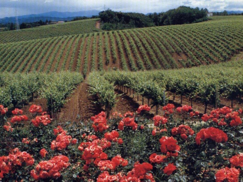 Agriturismo Tenuta La Marchesa ノーヴィ・リーグレ エクステリア 写真